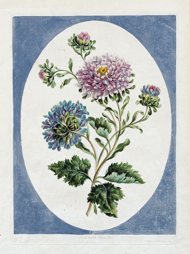 Double China Aster art print by Stellar Design Studio for $57.95 CAD