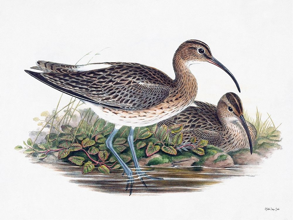 Goulds Coastal Bird III art print by Stellar Designs Studio for $57.95 CAD