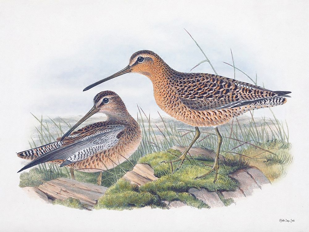 Goulds Coastal Bird VIII art print by Stellar Designs Studio for $57.95 CAD