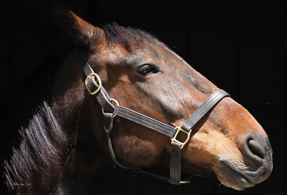 Sir Francis art print by Stellar Design Studio for $57.95 CAD