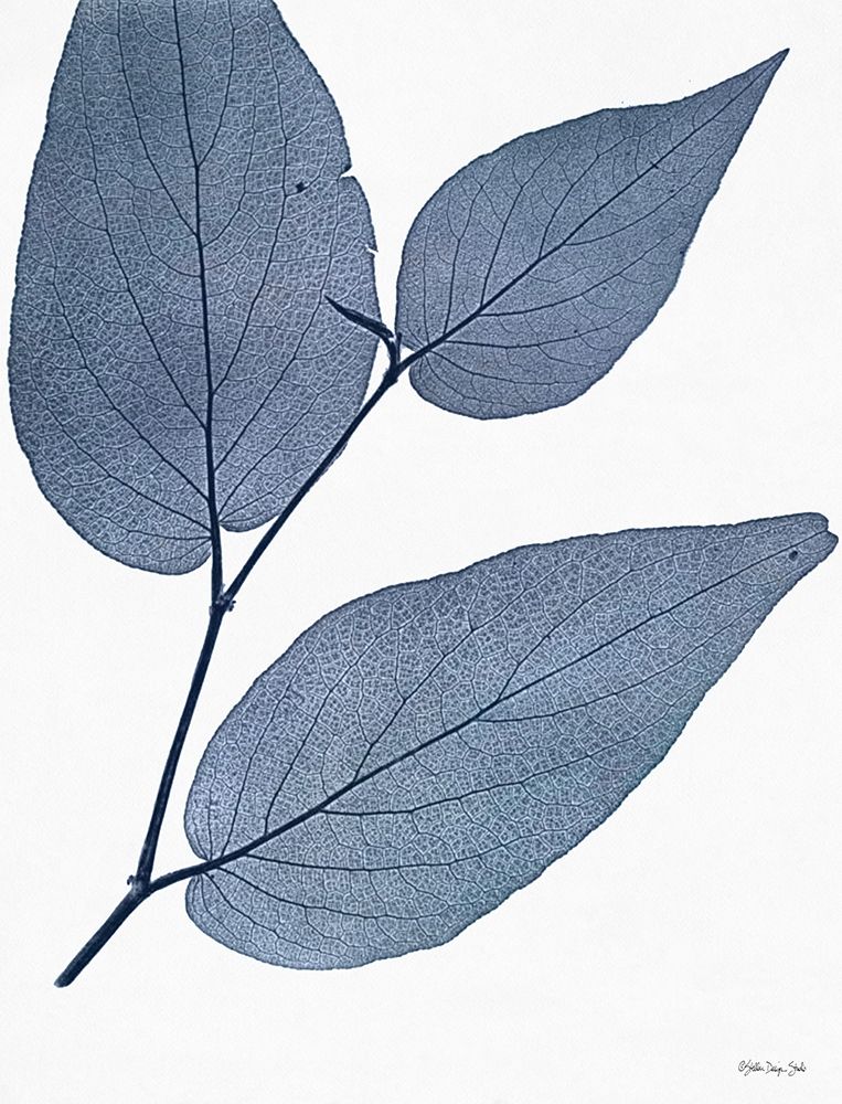 Indigo Nature Study II art print by Stellar Design Studio for $57.95 CAD