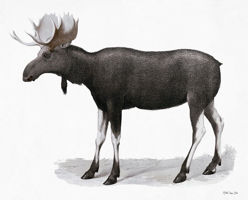 Grand Moose art print by Stellar Design Studio for $57.95 CAD