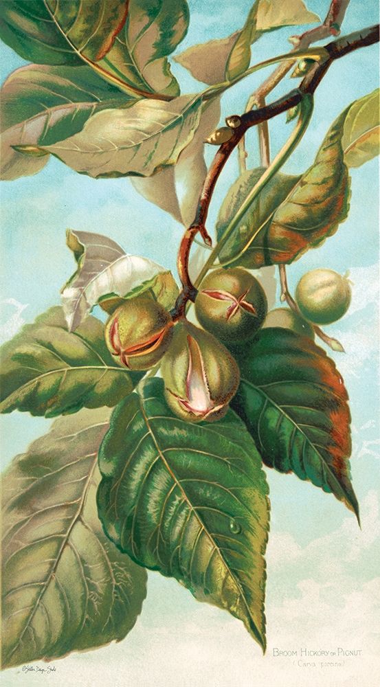 Tree Branch with Fruit I art print by Stellar Design Studio for $57.95 CAD