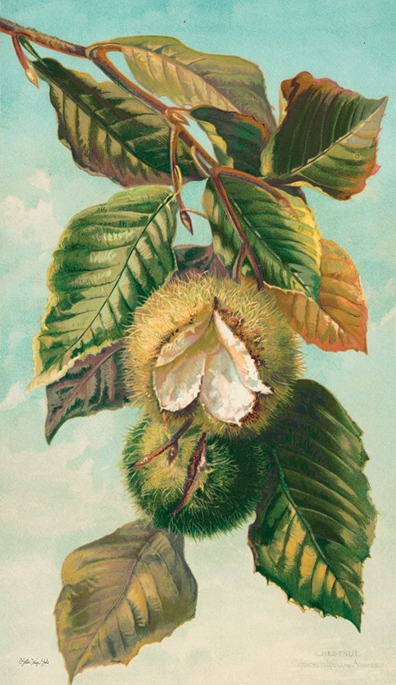 Tree Branch with Fruit II art print by Stellar Design Studio for $57.95 CAD