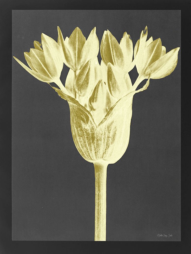 Forms in Nature 3 art print by Stellar Design Studio for $57.95 CAD