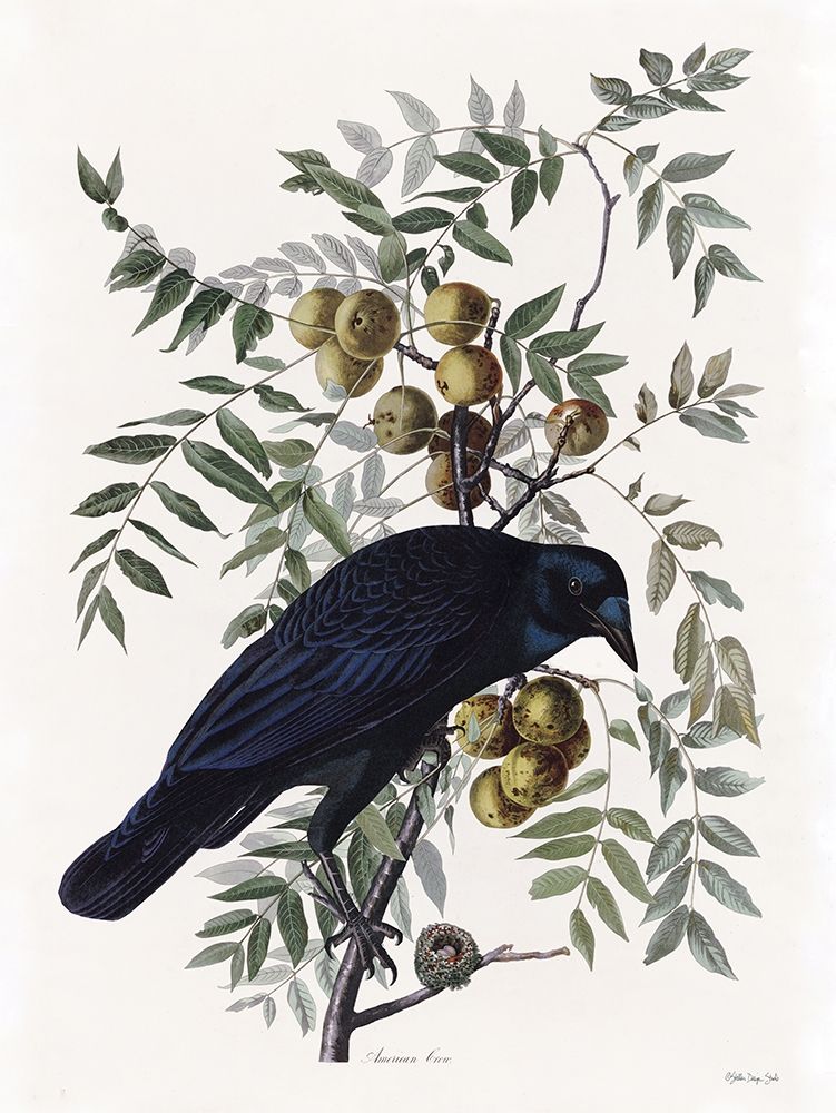 Vintage Crow 1 art print by Stellar Design Studio for $57.95 CAD