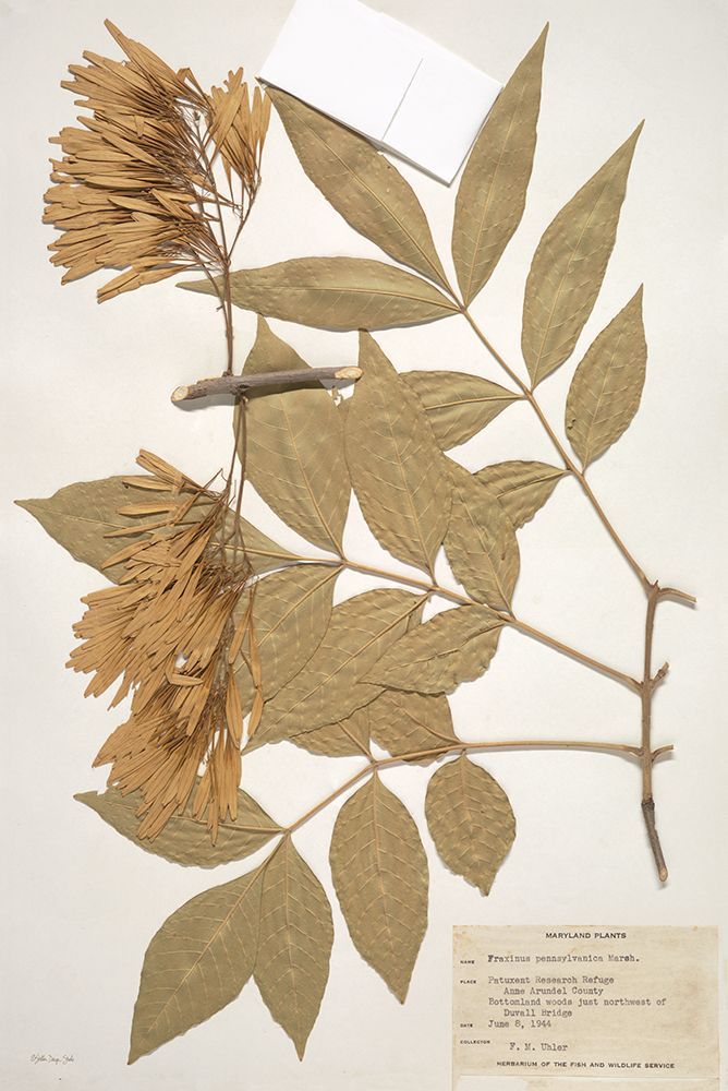 Herbarium 1 art print by Stellar Design Studio for $57.95 CAD