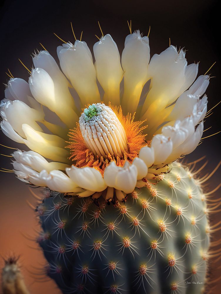 Cactus Garden I art print by Seven Trees Design for $57.95 CAD