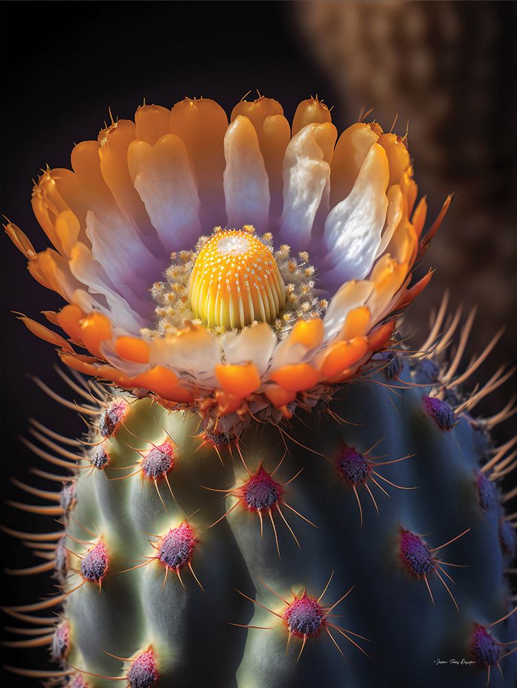 Cactus Garden II art print by Seven Trees Design for $57.95 CAD