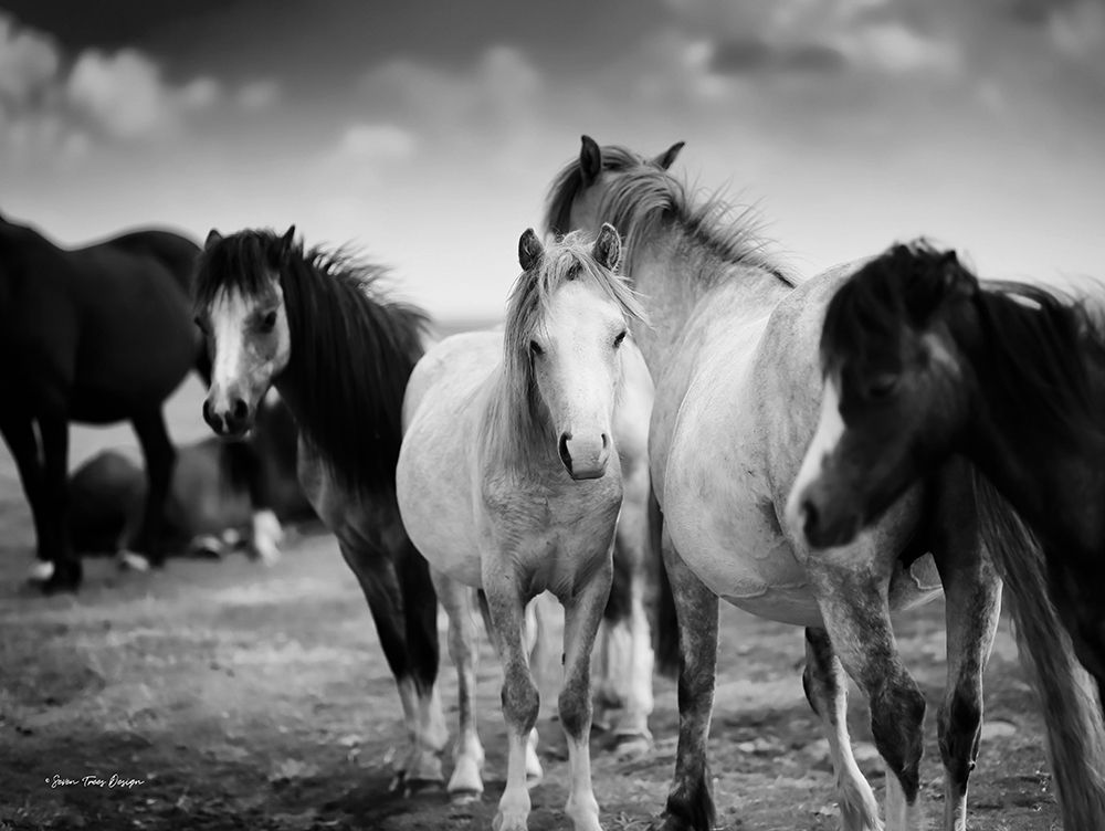 Black and White Horses art print by Seven Trees Design for $57.95 CAD