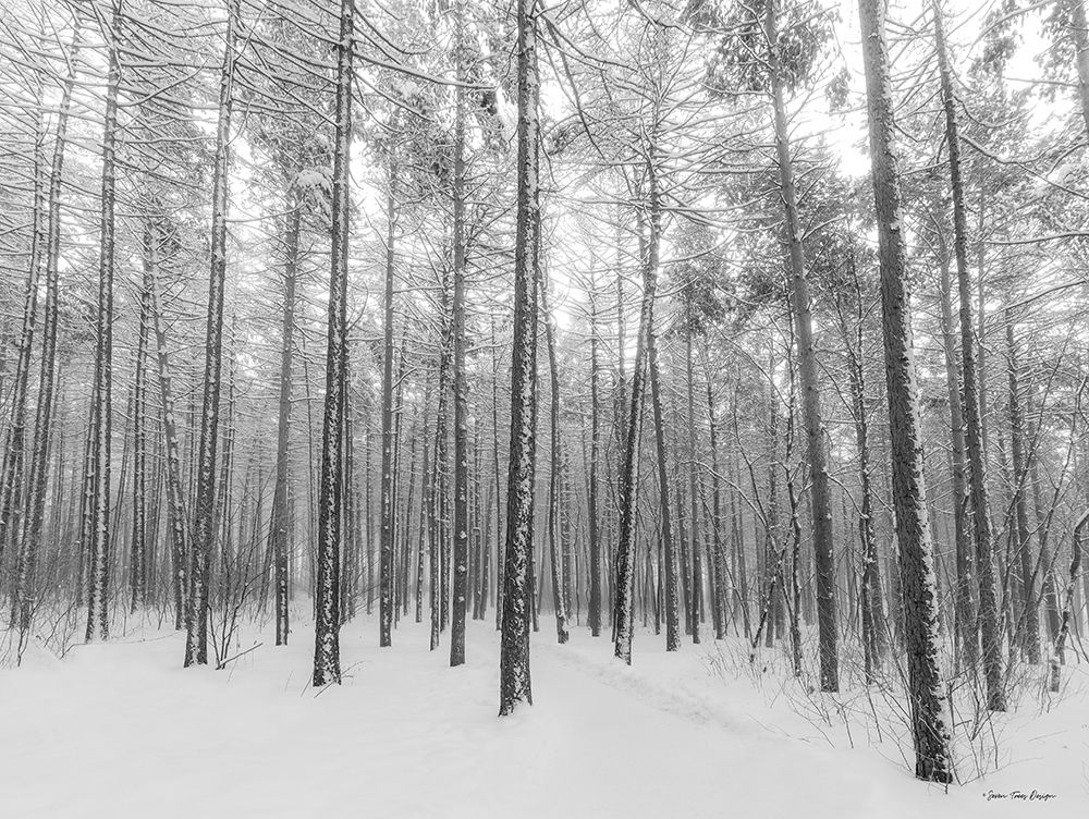 Let It Snow Forest art print by Seven Trees Design for $57.95 CAD