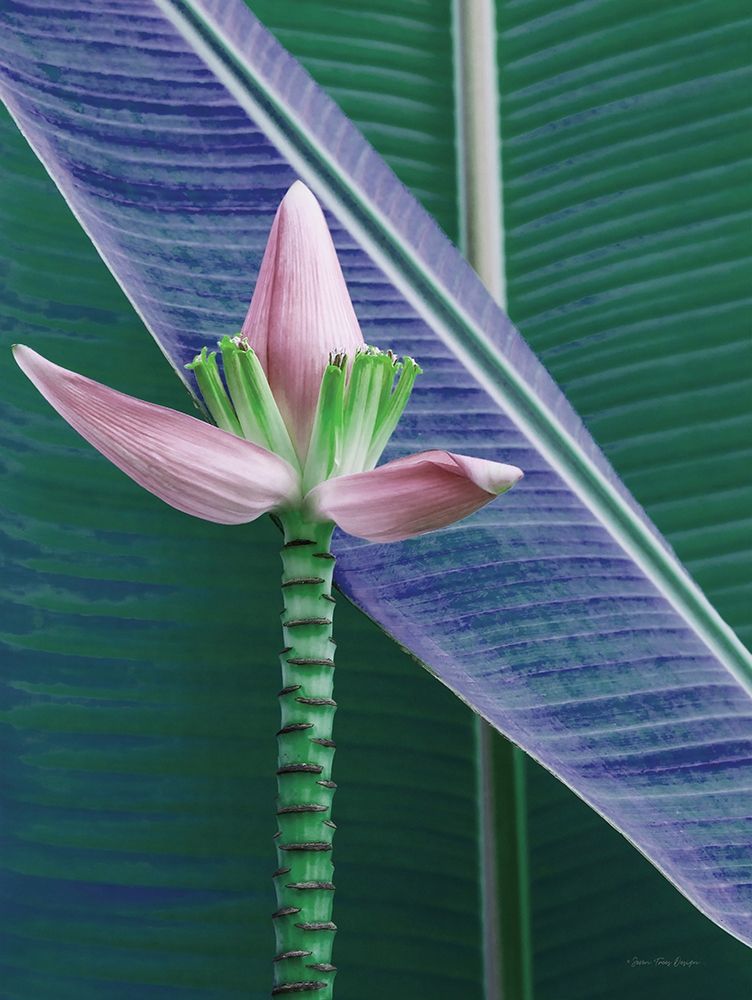 Banana Flower art print by Seven Trees Design for $57.95 CAD