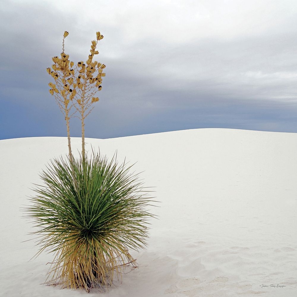 Botanic Dunes art print by Seven Trees Design for $57.95 CAD