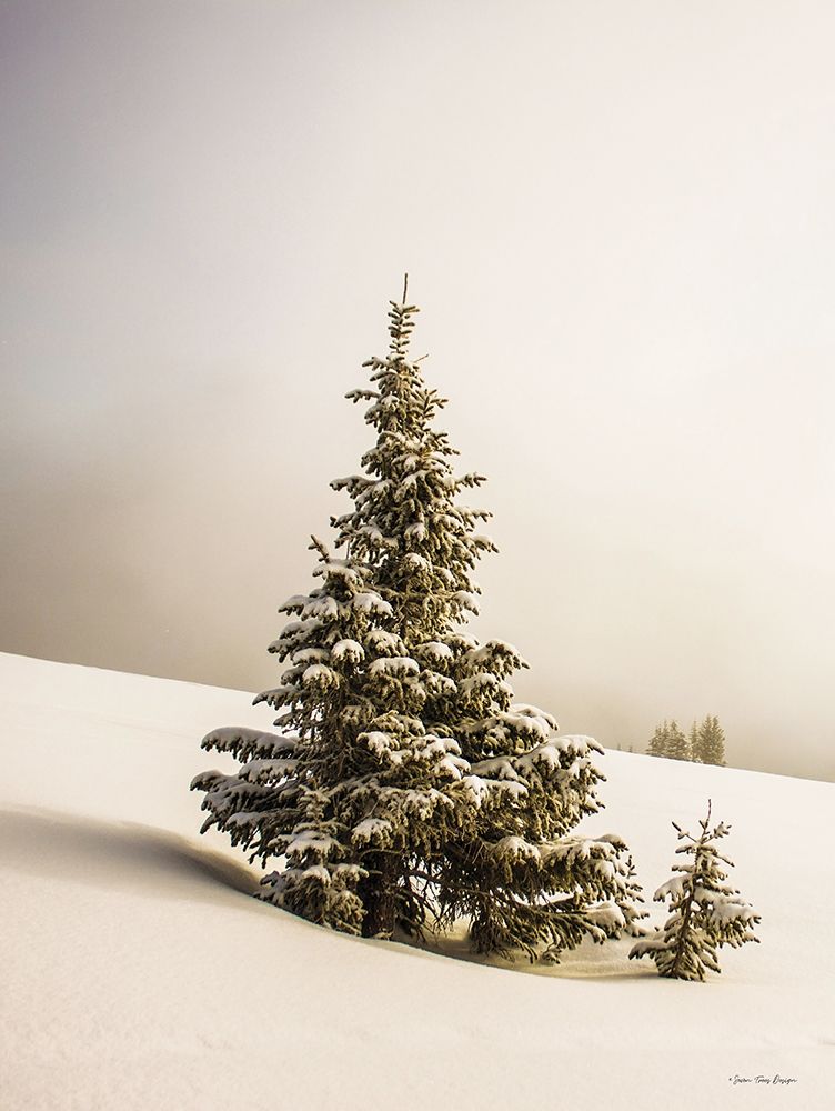 Pine Trees in the Snow art print by Seven Trees Design for $57.95 CAD