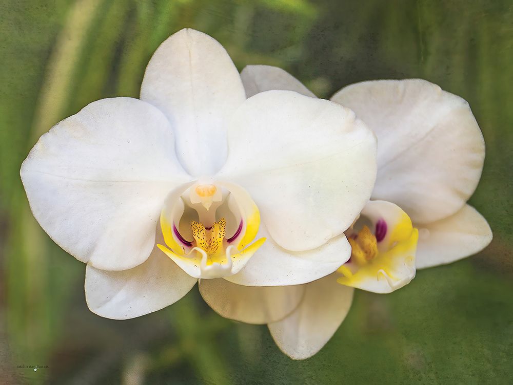 Orchid Glow art print by Catch A Star Fine Art for $57.95 CAD