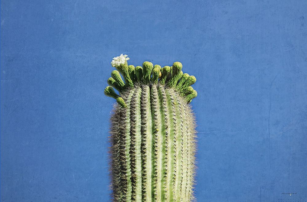 Saguaro Standing Tall II art print by Catch A Star Fine Art for $57.95 CAD