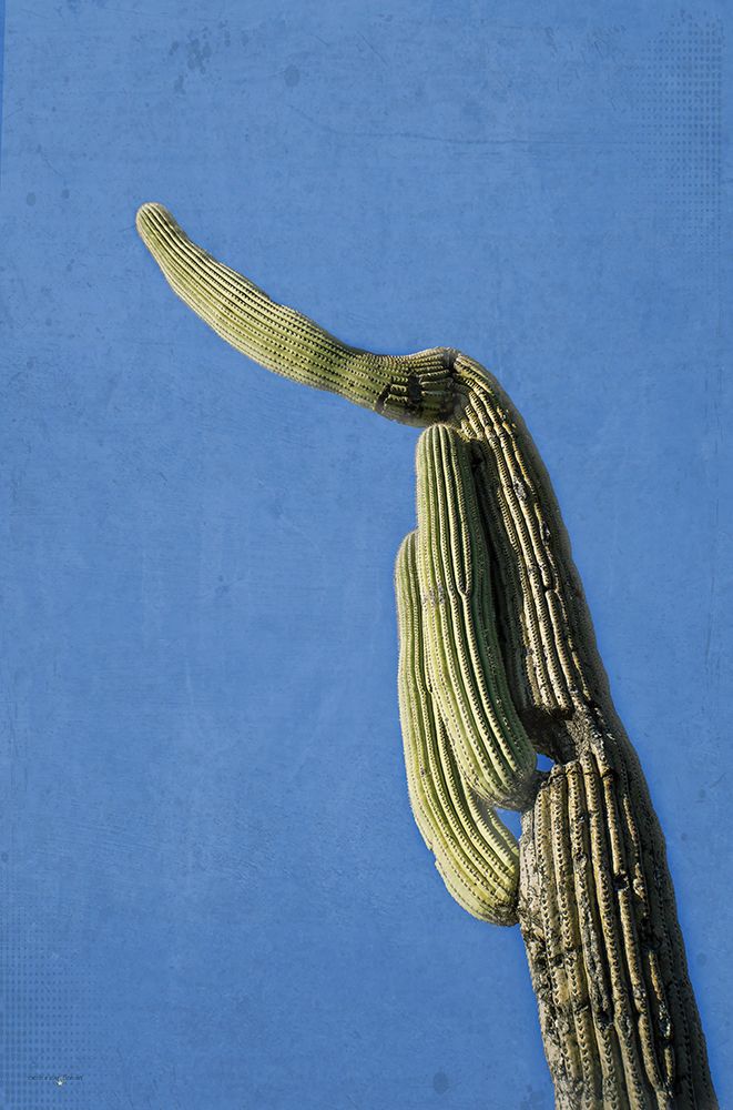 Saguaro Standing Tall IV art print by Catch A Star Fine Art for $57.95 CAD