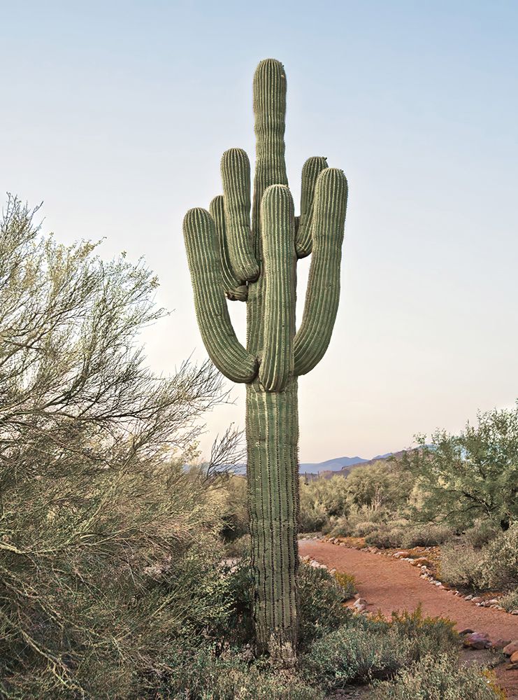 Sonoran Saguaro I art print by Catch A Star Fine Art for $57.95 CAD