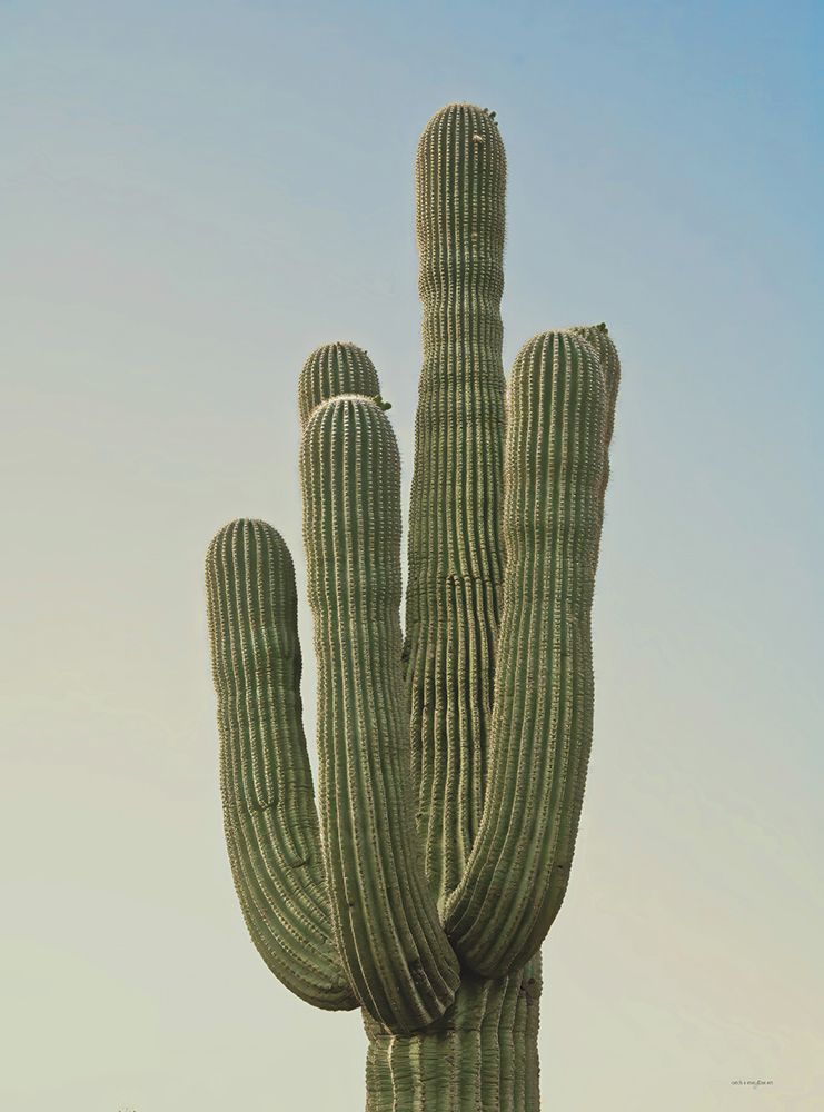 Sonoran Saguaro II art print by Catch A Star Fine Art for $57.95 CAD