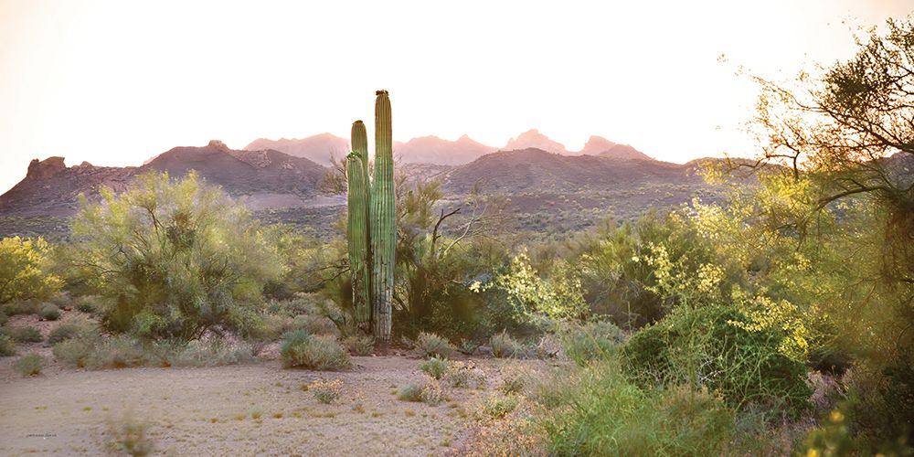 Sonoran Serenade art print by Catch A Star Fine Art for $57.95 CAD