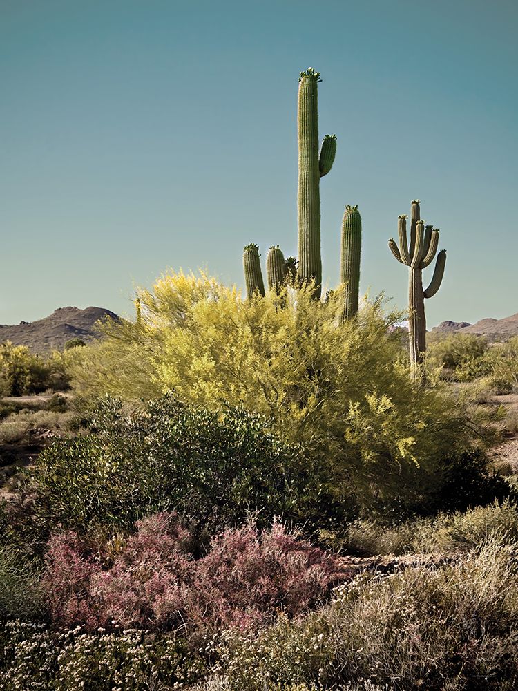 Sonoran Symphony art print by Catch A Star Fine Art for $57.95 CAD