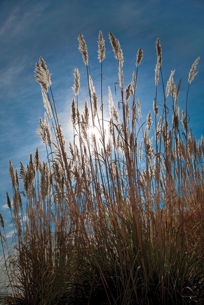 Sun Kissed Sea Oats art print by Catch A Star Fine Art for $57.95 CAD