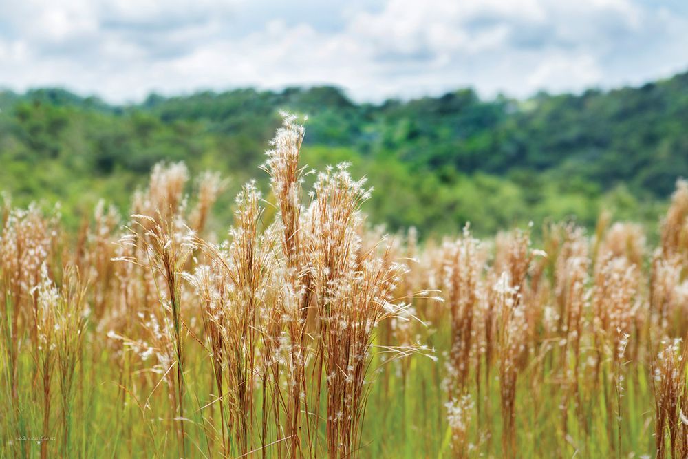 Bluestem in Bloom art print by Catch A Star Fine Art for $57.95 CAD
