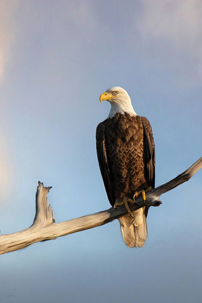 Watchful Gaze art print by Catch A Star Fine Art for $57.95 CAD
