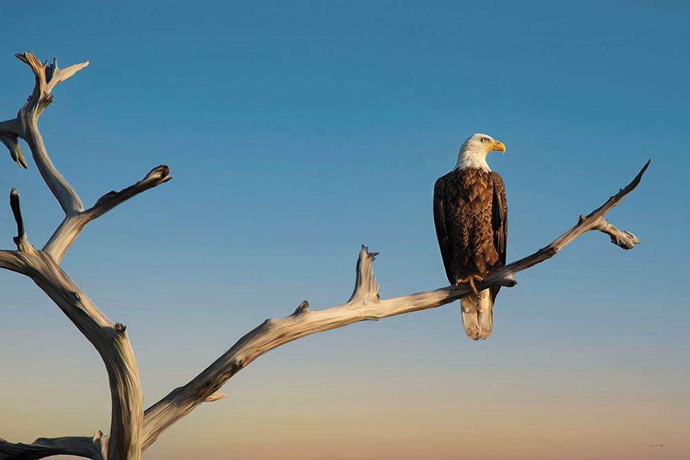 Vigilant Eagle art print by Catch A Star Fine Art for $57.95 CAD