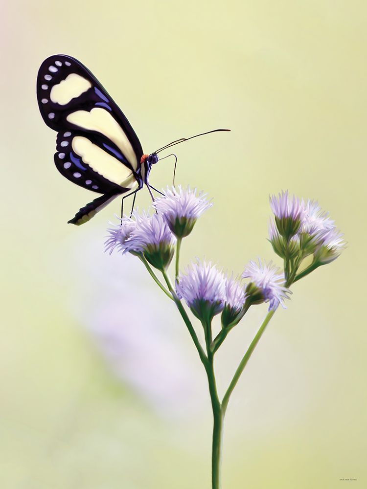 Delicate Dance II art print by Catch A Star Fine Art for $57.95 CAD