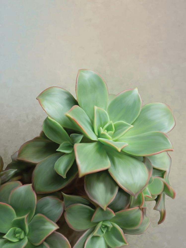Flourishing Echeveria I art print by Catch A Star Fine Art for $57.95 CAD
