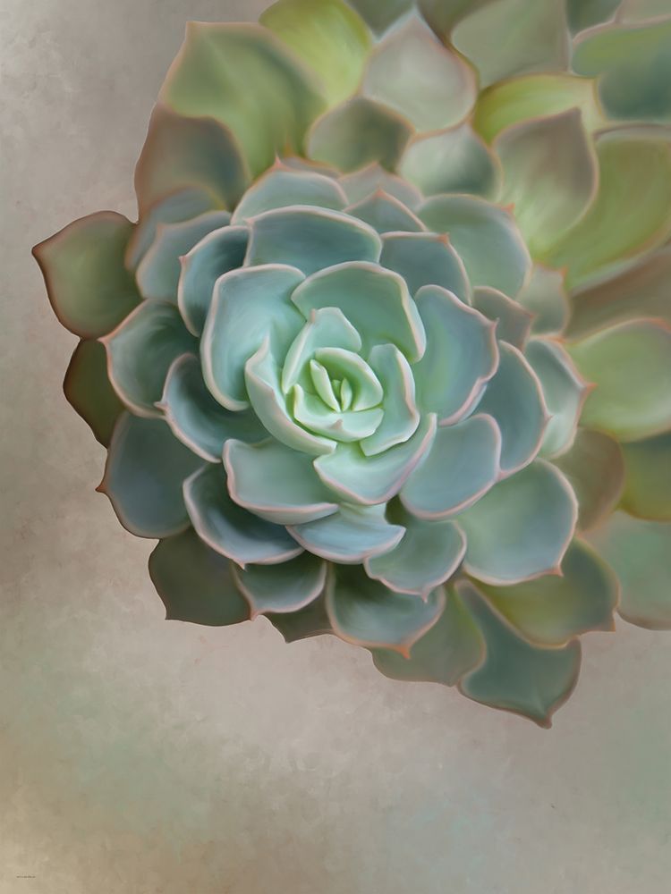 Flourishing Echeveria III art print by Catch A Star Fine Art for $57.95 CAD
