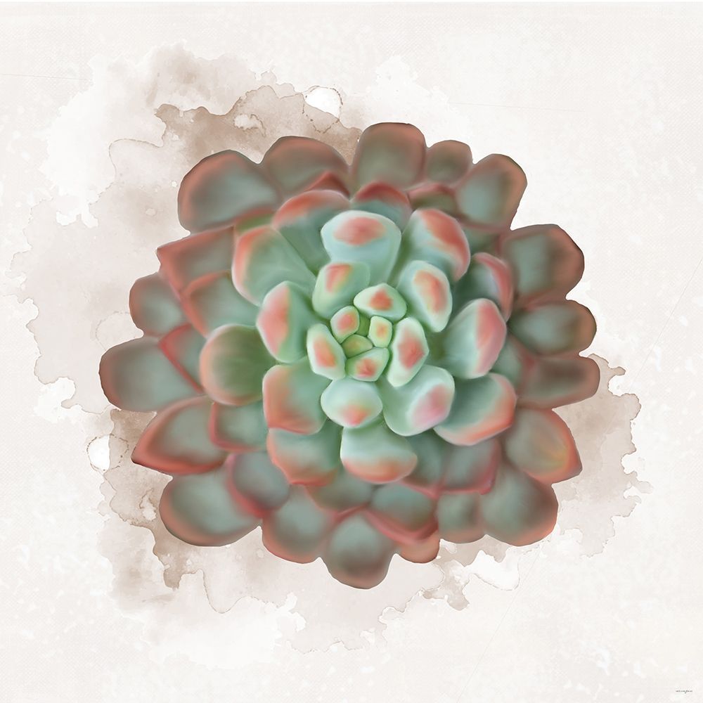 Succulent Collection I art print by Catch A Star Fine Art for $57.95 CAD