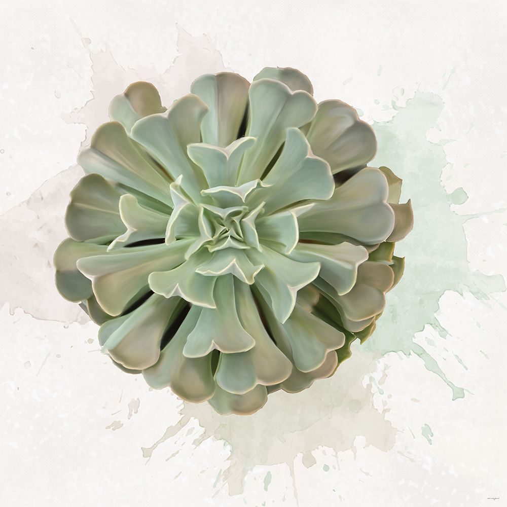 Succulent Collection II art print by Catch A Star Fine Art for $57.95 CAD