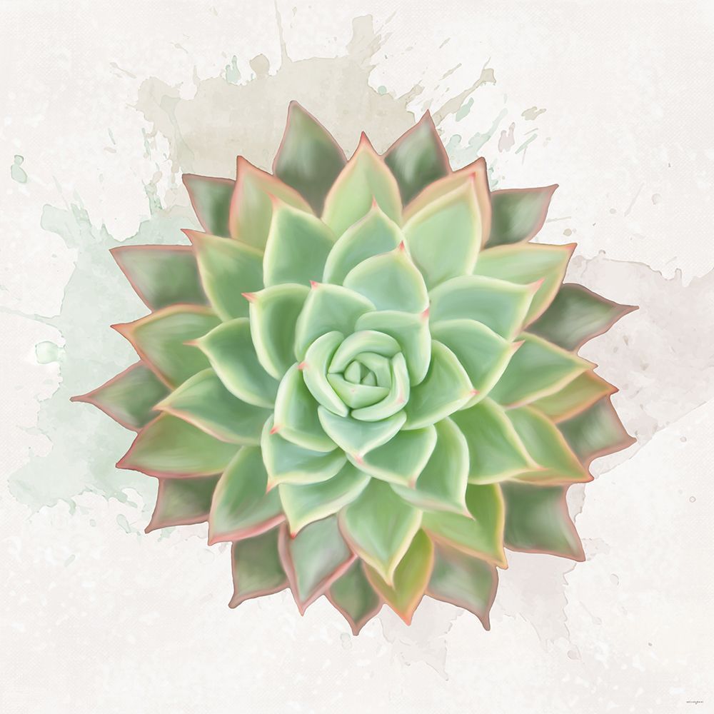 Succulent Collection V art print by Catch A Star Fine Art for $57.95 CAD