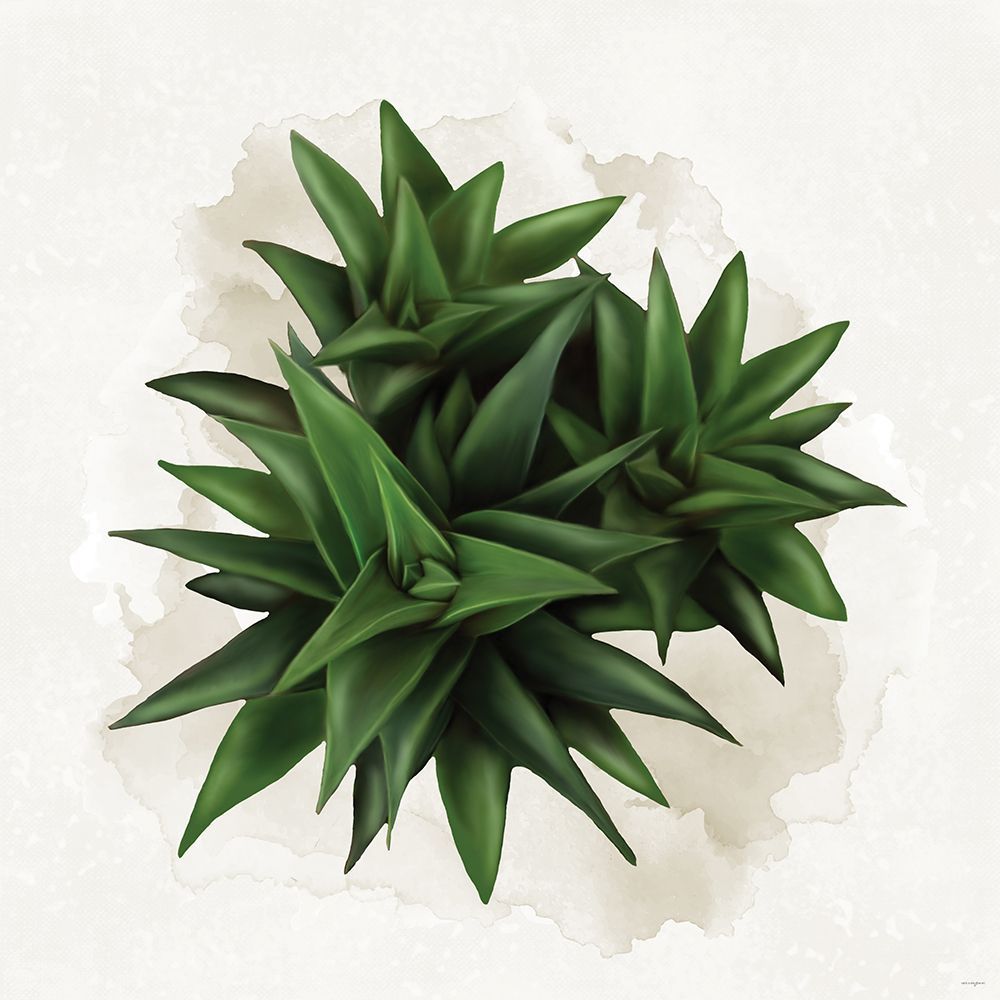 Succulent Collection VI art print by Catch A Star Fine Art for $57.95 CAD