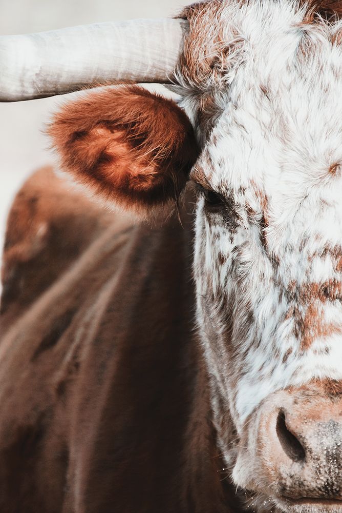Red and White Bull art print by White Ladder for $57.95 CAD