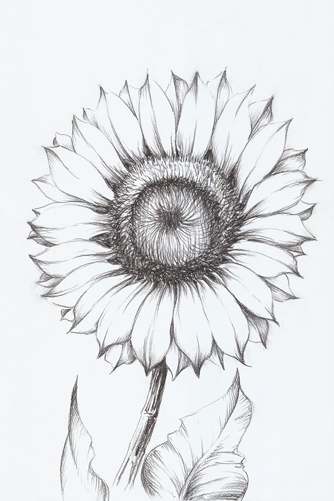 Sunflower Sketch art print by White Ladder for $57.95 CAD