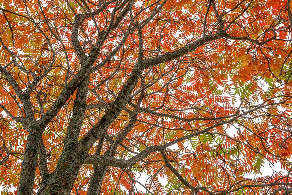 Autumn Leaves In Vibrant Shades Of Red And Orange On Tree Branches Against The Sky. Ontario, Canada art print by Susan Dykstra for $57.95 CAD