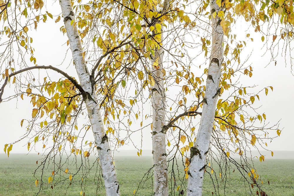 Three Birch Trees With Yellow Leaves Stand In A Foggy Field. Ontario, Canada art print by Susan Dykstra for $57.95 CAD