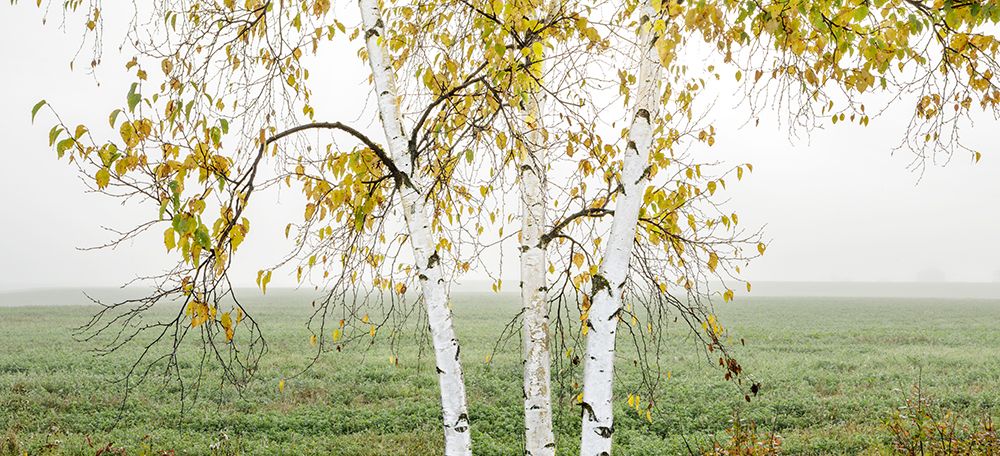 Birch Trees With Autumn Leaves Standing In A Foggy Field. Thunder Bay, Ontario, Canada art print by Susan Dykstra for $57.95 CAD
