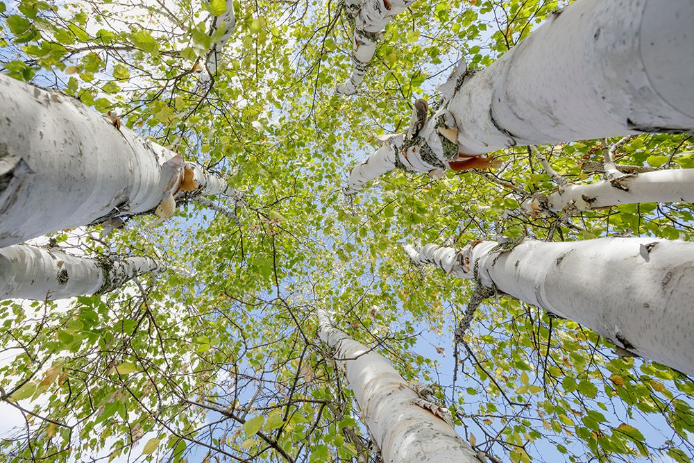 View Of Tall Birch Trees With Green Leaves. Thunder Bay, Ontario, Canada art print by Susan Dykstra for $57.95 CAD