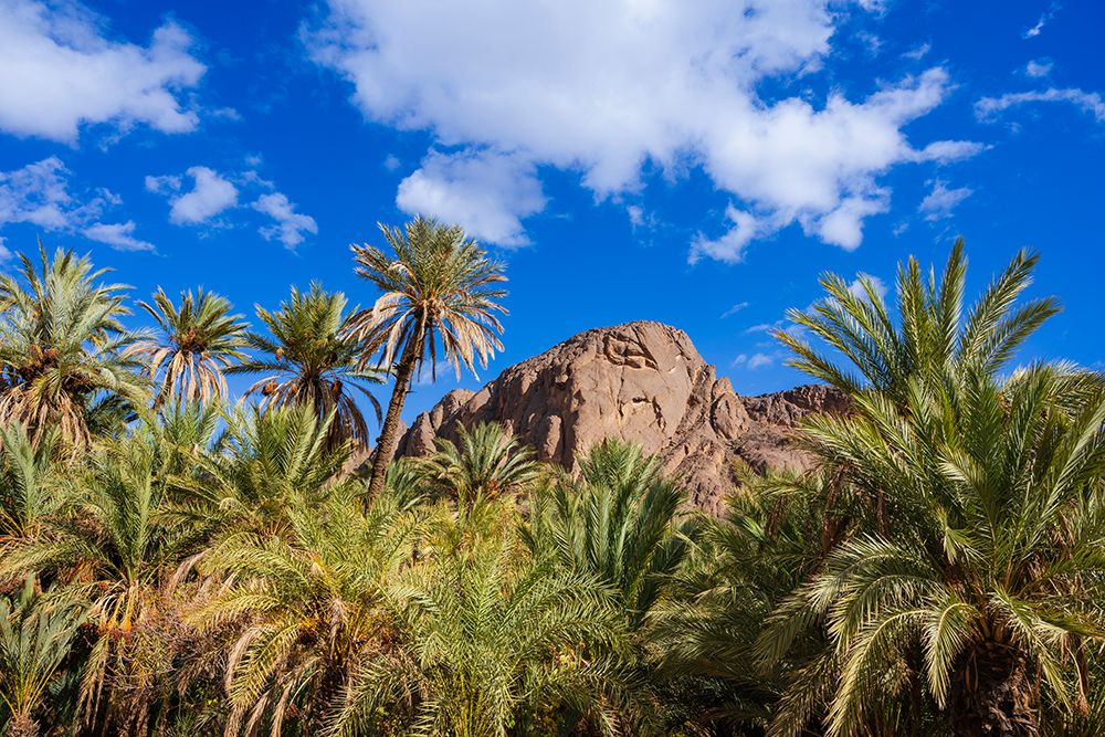 Lush Palm Trees With A Rocky Mountain And Bright Blue Sky In The Background  Ouarzazate, Morocco art print by Alberto Biscaro for $57.95 CAD