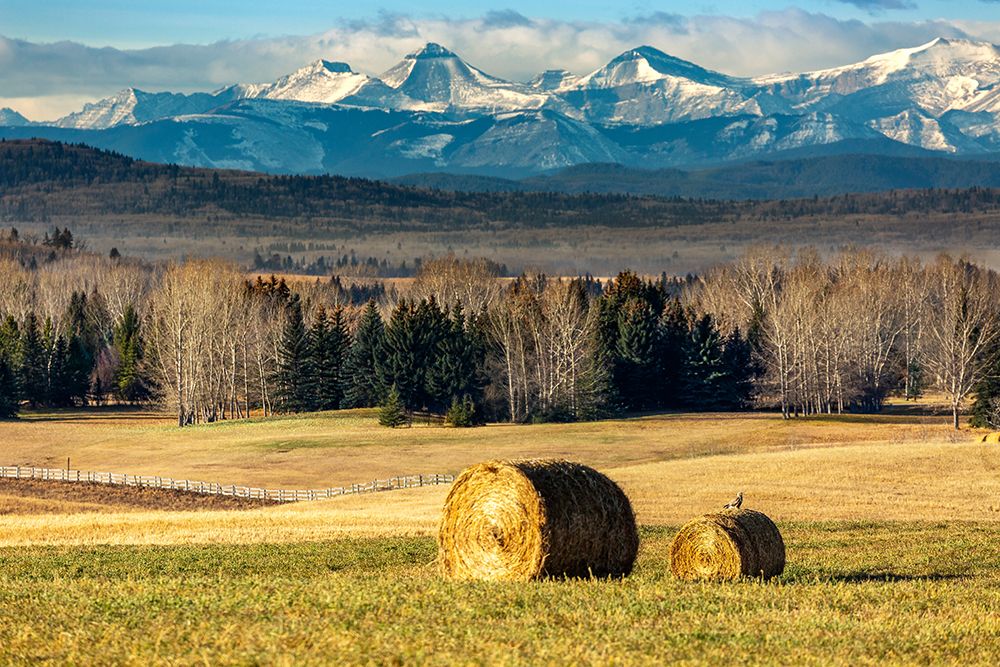Vast Field With Hay Bales, Trees, And Mountains Under A Clear Blue Sky. West Of Calgary, Canada art print by Michael Interisano for $57.95 CAD