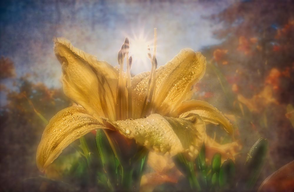 Dew-Covered Yellow Flower Glowing In Sunlight With Blurred, Dreamy Background. Digital Artwork art print by F. M. Kearney for $57.95 CAD