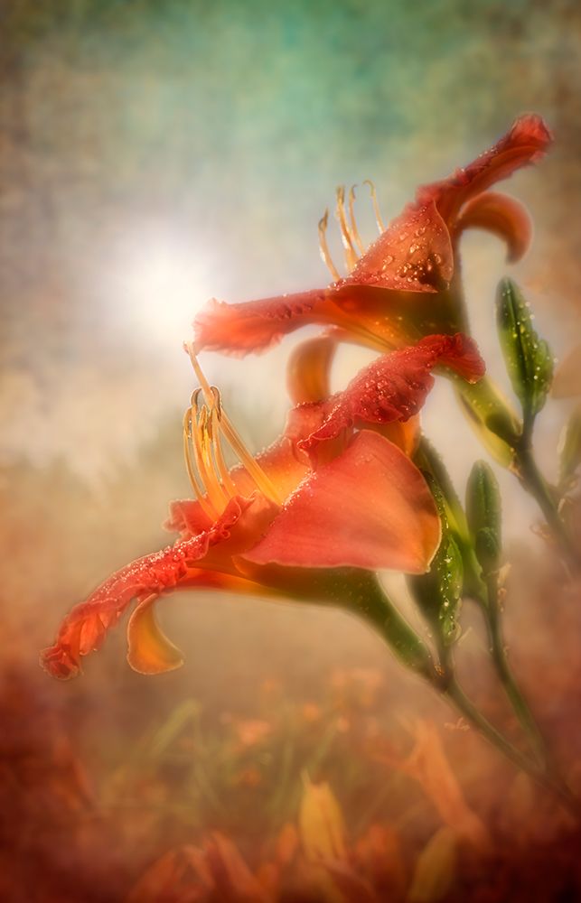 Orange Lilies With Dewdrops Against Hazy Background. Digital Artwork art print by F. M. Kearney for $57.95 CAD