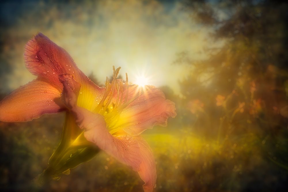 Pink Lily With Dewdrops Against Golden Background. Digital Artwork art print by F. M. Kearney for $57.95 CAD