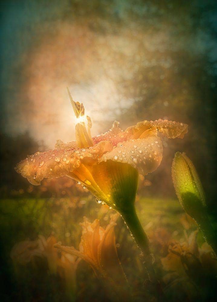 Dew-Covered Flower Glowing In Sunlight With A Soft, Dreamy Background. Digital Artwork art print by F. M. Kearney for $57.95 CAD