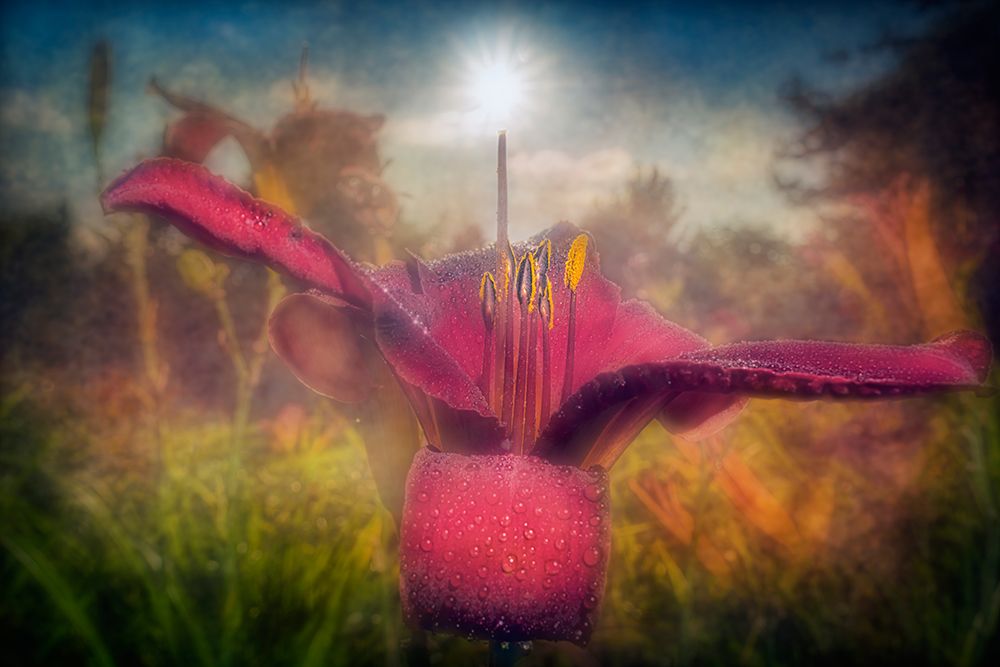 Pink Lily With Dewdrops In Garden. Digital Artwork art print by F. M. Kearney for $57.95 CAD