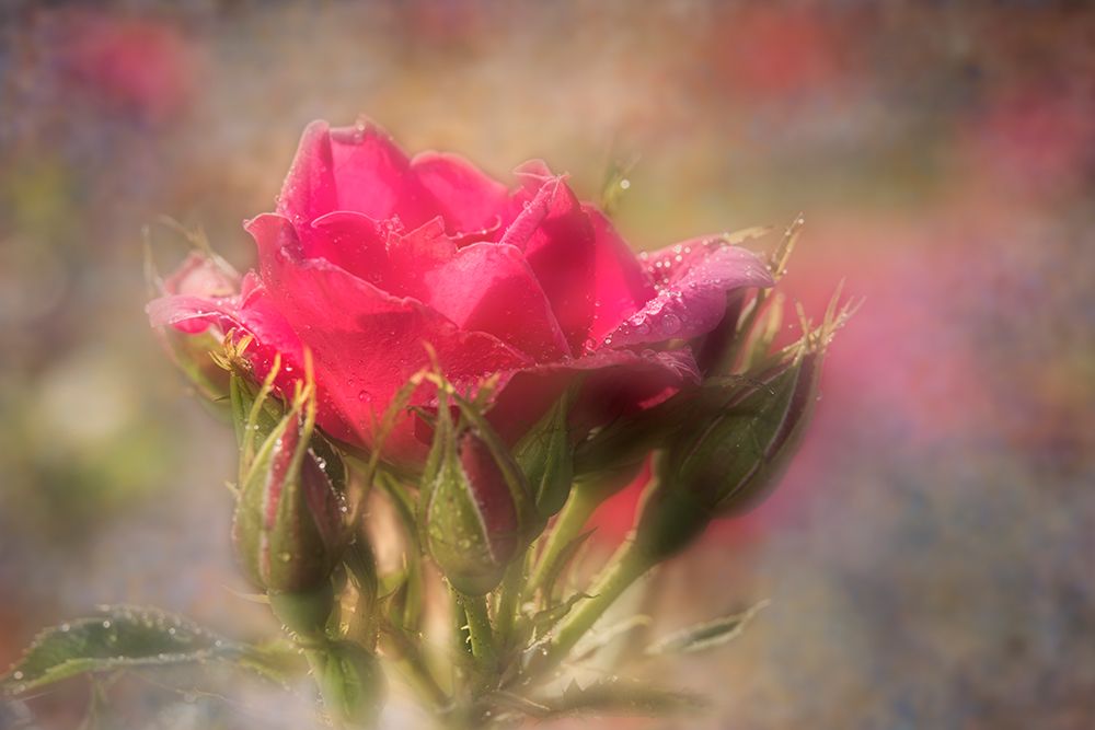 Rose Bloom With Buds In Garden. Digital Artwork art print by F. M. Kearney for $57.95 CAD